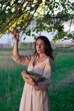 Elma Bahçesindeki Güzel Kız. Güzel açık renk elbiseli genç bir kadın elma ağaçlarının arasında sepette yeşil elma topluyor. Yaz akşamında gün batımında elma toplamak..
