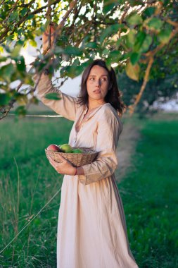 Elma Bahçesindeki Güzel Kız. Güzel açık renk elbiseli genç bir kadın elma ağaçlarının arasında sepette yeşil elma topluyor. Yaz akşamında gün batımında elma toplamak..