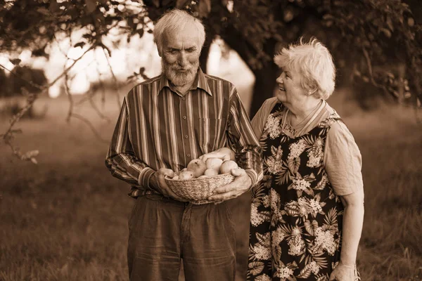 Sonbaharın başlarında gölgeli bir meyve bahçesinde neşeli bir şekilde elma toplayan bir çift yaşlı insan. Sağlıklı ve iyi huylu yaşlılar hayattan zevk alırlar..