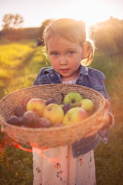 Üç yaşında güzel bir kız hasır bir sepet elmayla poz veriyor. Güneşli bir çayırda bir sepet elmayla bir kız..