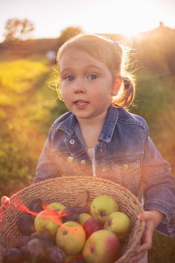 Üç yaşında güzel bir kız hasır bir sepet elmayla poz veriyor. Güneşli bir çayırda bir sepet elmayla bir kız..