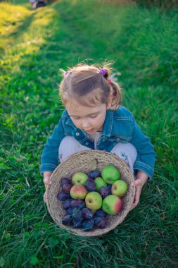 Üç yaşında güzel bir kız hasır bir sepet elmayla poz veriyor. Güneşli bir çayırda bir sepet elmayla bir kız..