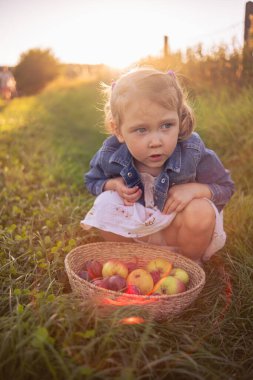 Üç yaşında güzel bir kız hasır bir sepet elmayla poz veriyor. Güneşli bir çayırda bir sepet elmayla bir kız..