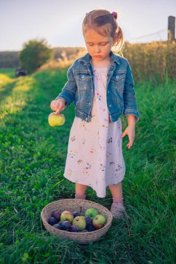 Üç yaşında güzel bir kız hasır bir sepet elmayla poz veriyor. Güneşli bir çayırda bir sepet elmayla bir kız..