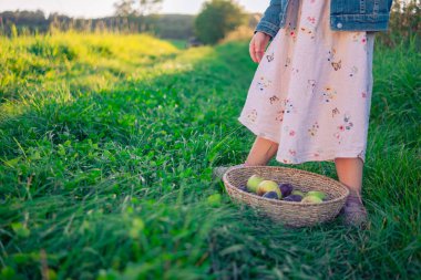 Üç yaşında güzel bir kız hasır bir sepet elmayla poz veriyor. Güneşli bir çayırda bir sepet elmayla bir kız..