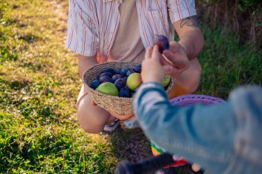 Küçük, güzel bir kız ve babası ağaçların gölgesinde otururken güneşte ıslanmış bir çayırda hasır sepetten elma yiyorlar..
