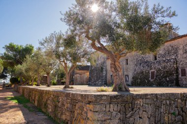 Eski Zeytin Bahçesi. Güneşli bir yaz gününde zeytin ağaçları. Güneş, Mallorca 'daki eski bir İspanyol çiftliğinde yetişen zeytin ağaçlarının taçlarında parlıyor..