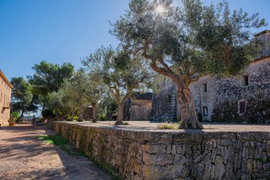 Eski Zeytin Bahçesi. Güneşli bir yaz gününde zeytin ağaçları. Güneş, Mallorca 'daki eski bir İspanyol çiftliğinde yetişen zeytin ağaçlarının taçlarında parlıyor..