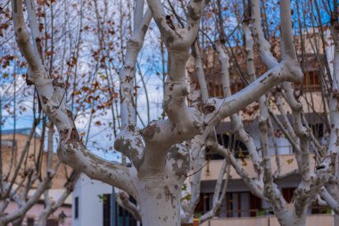 Sycamore ağacı. Platanus orientalis. Ağaçtan yakın çekim. Ağaç kabuğu ve yapraklar olmadan dallar. Kışın Sycamore.