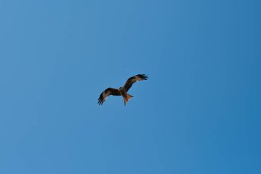 Kırmızı bir uçurtma avını ararken gökyüzünde süzülür. Güzel bir yırtıcı kuş kanatlarını açıp açık gökyüzünde uçar ve çimenlerde kemirgenleri arar..