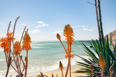 Beautiful seascape with orange Aloe Arborescens flowers in the foreground. The background is the sea, sandy beach and deep sky. clipart