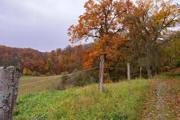 stock image Wide autumn panorama of hilly terrain with forest. Yellowed trees and still green grass, a clean meadow and an animal fence in the foreground.