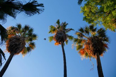Aşağıdaki palmiye ağaçlarından ve arka plandaki açık gökyüzünden bak. Gün batımında palmiye ağaçları. Bulutsuz bir gökyüzünün arka planında gür palmiye taçları.