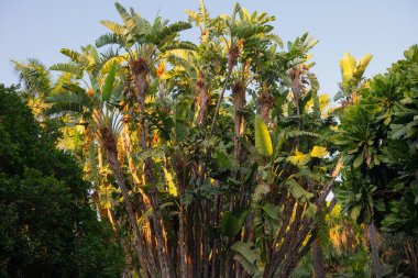 Bereketli muz ağaçları İspanya 'da bir botanik bahçesinde palmiye ağaçlarının yanında yetişir. Muz ağaçları mavi gökyüzüne karşı kocaman yeşil yapraklarla.