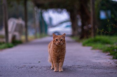 Parktaki patikada kızıl bir kedi kameraya bakıyor. Şafakta ağaçların arasındaki bir parkta kızıl bir kedinin tam boy portresi..