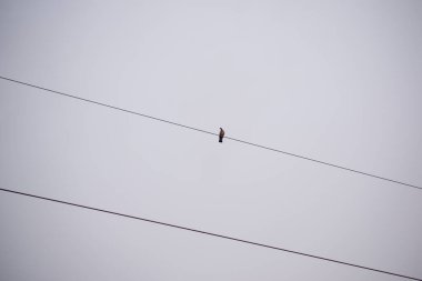 Yalnız bir güvercin gökyüzüne karşı kabloların üzerinde oturur. Tellerin üzerinde oturan bir güvercinin stilize edilmiş minimalist fotoğrafı..