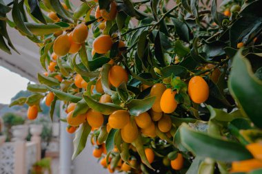 Ağaçta zengin bir kumkat hasadı. Olgun portakallı kumkat meyveleri yaprakların arasında dallara asılır. Turunçgil ağacının meyvelerini yakından çek. Turunçgil ağacında olgunlaşan meyvelerin güzel bir fotoğrafı..