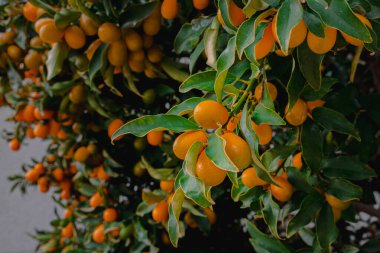 Ağaçta zengin bir kumkat hasadı. Olgun portakallı kumkat meyveleri yaprakların arasında dallara asılır. Turunçgil ağacının meyvelerini yakından çek. Turunçgil ağacında olgunlaşan meyvelerin güzel bir fotoğrafı..