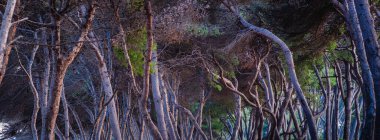 Deniz kıyısındaki çam koruluğu. Kırmızımsı bir tonu yansıtan eğri gövdeler ve geçilemez tonlar. Güzel eğri gövdeli çam ağaçları..
