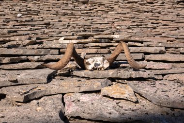 Boynuzlu bir koç kafatası kızgın güneşin ışınlarının altında taş bir çatıda yatıyor..