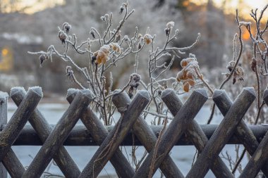 Buzla kaplı ahşap çitler. İlk don, çitteki don, sarı yapraklı kuru gül kalçalar ve arka planda kuru meyveler..