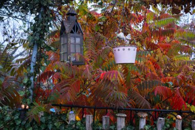 Sonbahar, sisli sabah, sarmaşık çalılıkları ve güzel kırmızı yapraklı Rhus tifinası. Bahçe dekoru, fener, sonbahar yaprakları arasında saksı..