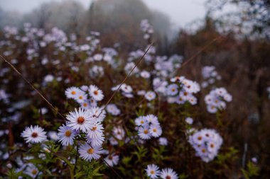 Aster amellus, the European Michaelmas daisy in dew drops. Foggy cold autumn morning. clipart