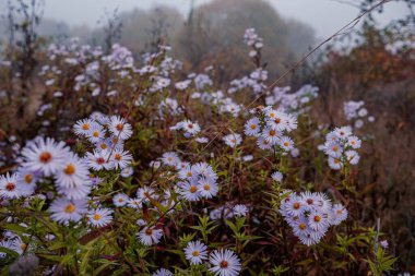 Aster amellus, the European Michaelmas daisy in dew drops. Foggy cold autumn morning. clipart