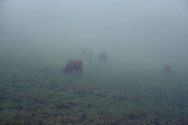 İnekler ve atlar bir yamaçtaki yoğun siste bir tarlada otlarlar. Sabahın erken saatlerinde otlaklar, sislerin arasından ineklerin ve atların siluetleri çıkar..
