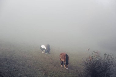Tepenin yamacındaki yoğun siste atlar tarlada otluyor. Sabahın erken saatlerinde otlaklar, sislerin arasından ineklerin ve atların siluetleri çıkar..
