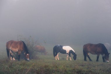 Tepenin yamacındaki yoğun siste atlar tarlada otluyor. Sabahın erken saatlerinde otlaklar, sislerin arasından ineklerin ve atların siluetleri çıkar..
