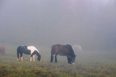 Tepenin yamacındaki yoğun siste atlar tarlada otluyor. Sabahın erken saatlerinde otlaklar, sislerin arasından ineklerin ve atların siluetleri çıkar..