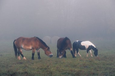Tepenin yamacındaki yoğun siste atlar tarlada otluyor. Sabahın erken saatlerinde otlaklar, sislerin arasından ineklerin ve atların siluetleri çıkar..