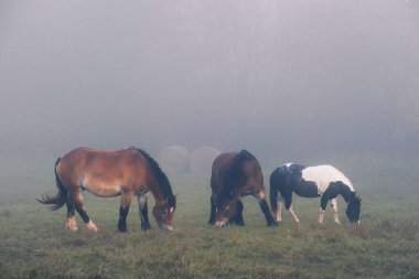 Tepenin yamacındaki yoğun siste atlar tarlada otluyor. Sabahın erken saatlerinde otlaklar, sislerin arasından ineklerin ve atların siluetleri çıkar..