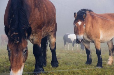 Tepenin yamacındaki yoğun siste atlar tarlada otluyor. Sabahın erken saatlerinde otlaklar, sislerin arasından ineklerin ve atların siluetleri çıkar..