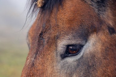 Tepenin yamacındaki yoğun siste atlar tarlada otluyor. Sabahın erken saatlerinde otlaklar, sislerin arasından ineklerin ve atların siluetleri çıkar..