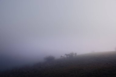 İnekler ve atlar bir yamaçtaki yoğun siste bir tarlada otlarlar. Sabahın erken saatlerinde otlaklar, sislerin arasından ineklerin ve atların siluetleri çıkar..