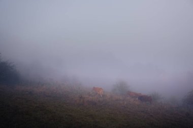 İnekler ve atlar bir yamaçtaki yoğun siste bir tarlada otlarlar. Sabahın erken saatlerinde otlaklar, sislerin arasından ineklerin ve atların siluetleri çıkar..