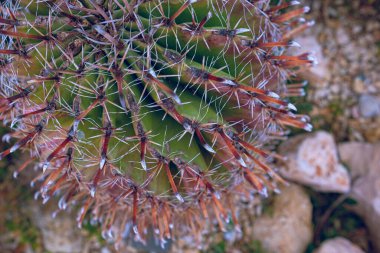 Çok güzel bir kaktüs kapağı. Büyük kaktüs iğneleri. Kaktüs arkaplan resmi.