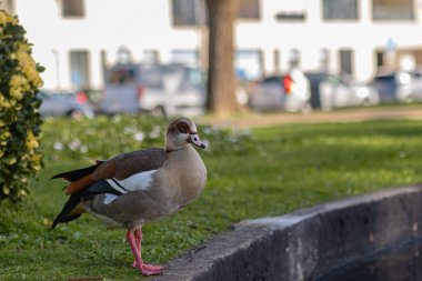 Mısır kazları Portekiz 'in Porto şehrinde yapay bir göletin yanında yürürler. Bir göletin yakınındaki çimlerin üzerinde yürüyen Vahşi Kaz 'ın güzel bir portresi. Alopochen Aegyptiaca.