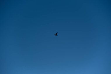 Siyah bir kuş açık mavi gökyüzünde tek başına uçar. Siyah bir kuşun minimalist fotoğrafı.