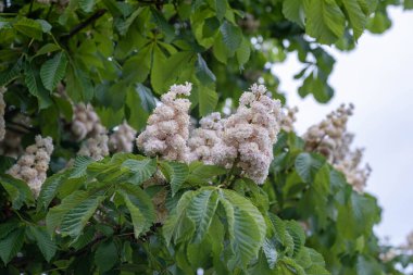 Kestane ağaçlarının yemyeşil çiçeklerinin yakın plan çekimi. Yeşil yapraklı dallarda kestane çiçekleri.