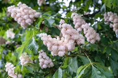 Kestane ağaçlarının yemyeşil çiçeklerinin yakın plan çekimi. Yeşil yapraklı dallarda kestane çiçekleri.