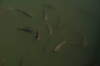 Kocaman bir sazan, yeşil suyla dolu bir gölde yüzüyor. Büyük balıklar su deposunun yüzeyinde bir kaplumbağayla birlikte yüzerler, suyun yüzeyinde güneşlenirler, yukarıdan bakarlar..