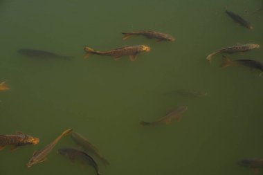 Kocaman bir sazan, yeşil suyla dolu bir gölde yüzüyor. Büyük balıklar su deposunun yüzeyinde bir kaplumbağayla birlikte yüzerler, suyun yüzeyinde güneşlenirler, yukarıdan bakarlar..