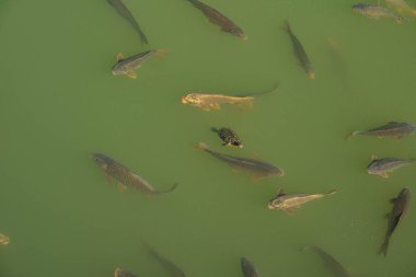 Kocaman bir sazan, yeşil suyla dolu bir gölde yüzüyor. Büyük balıklar su deposunun yüzeyinde bir kaplumbağayla birlikte yüzerler, suyun yüzeyinde güneşlenirler, yukarıdan bakarlar..
