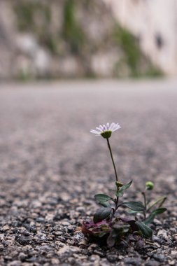 Yoldaki asfalt boyunca yalnız bir papatya çiçeği büyüdü ve hayatta kalmanın zor koşullarına rağmen çiçek açıyor. Doğanın gücü ve yaşama isteği. Yalnızlık ve güç..