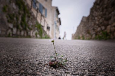 Yoldaki asfalt boyunca yalnız bir papatya çiçeği büyüdü ve hayatta kalmanın zor koşullarına rağmen çiçek açıyor. Doğanın gücü ve yaşama isteği. Yalnızlık ve güç..
