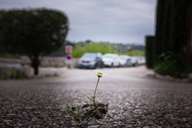 Yoldaki asfalt boyunca yalnız bir papatya çiçeği büyüdü ve hayatta kalmanın zor koşullarına rağmen çiçek açıyor. Doğanın gücü ve yaşama isteği. Yalnızlık ve güç..