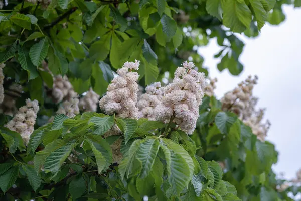 Kestane ağaçlarının yemyeşil çiçeklerinin yakın plan çekimi. Yeşil yapraklı dallarda kestane çiçekleri.